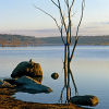 One Tree at Copetoun.