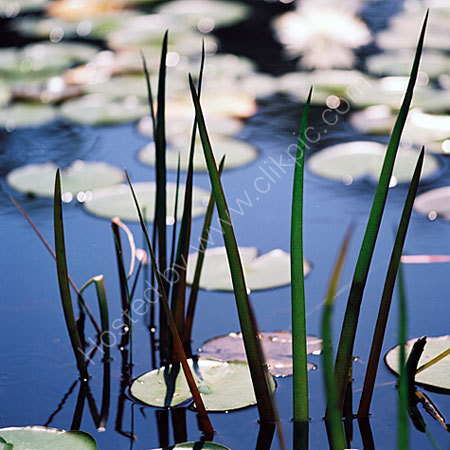 Reeds.