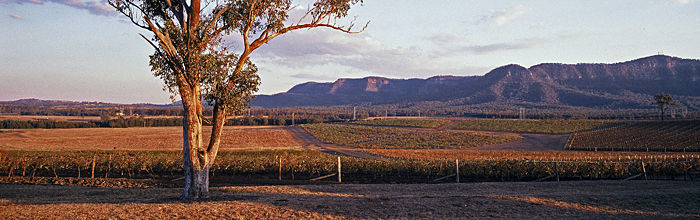 Hunter Valley Vinyards
