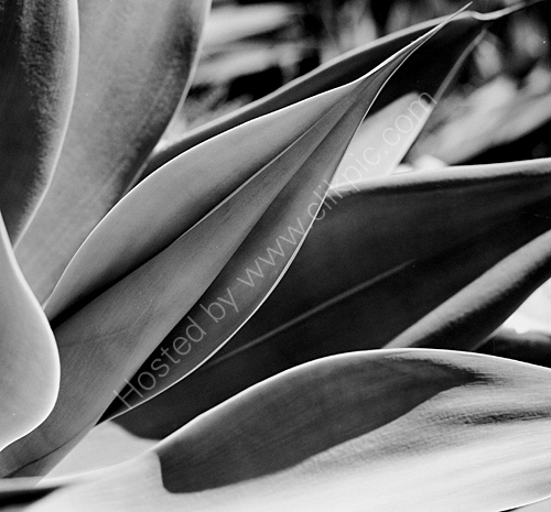 Succulent Shapes