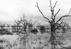 Bleak Menindee!