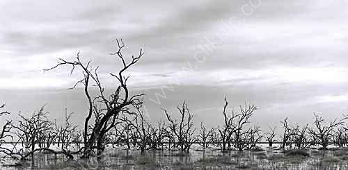 Dead Tree Sea