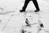 Pigeon Walk.