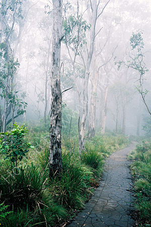 Pathway to Snow Gums.