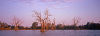 Golden Dead Trees in Bourke.