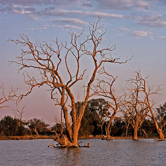 Bourke's Golden Trees.