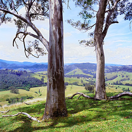 The Iconic Australian Gum Tree