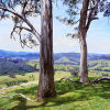 The Iconic Australian Gum Tree
