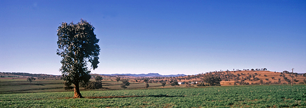 Irrigated Outback.