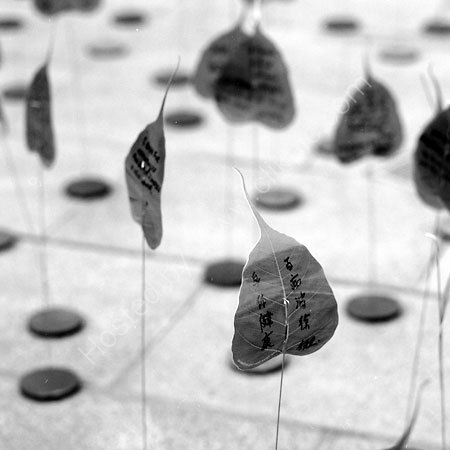 Buddhist Leaves.