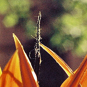 Bird of Paradise - 100% cropped small part of the flower