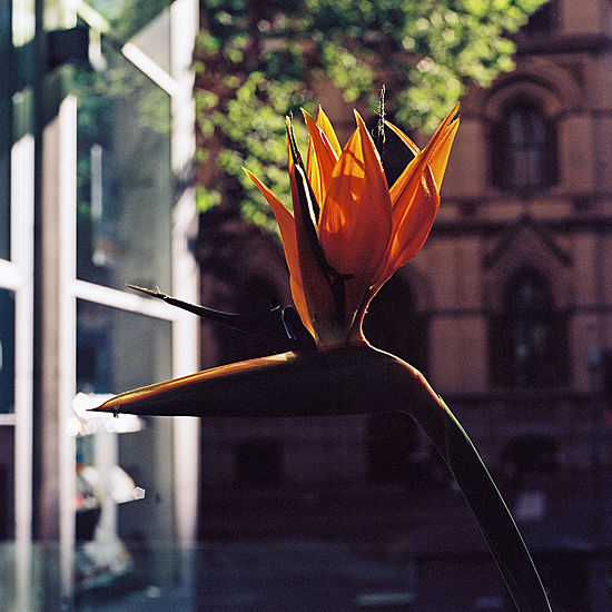 Bird of Paradise - Full image taken in harsh oblique light with the Hasselblad / Carl Zeiss Planar CFi f3,5/100mm lens. A 100% crop is taken of the very small area of the flower