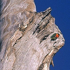 Aussie Gum Tree (and a parrot hiding) - this is a 100% cropped section of the tree above, which is hardly visible in the main image except for the tiny orange spot out to the right. The crop highlights both the amazing resolution of fine detail even out to the field as well as its faithful tonality and complete absence of any visible aberrations.