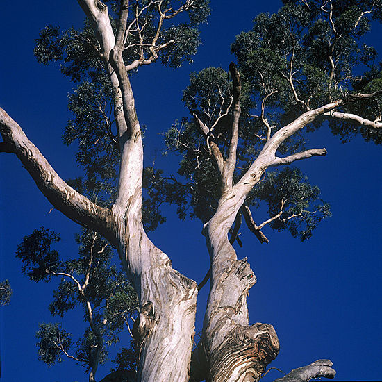 Australian Gum Tree. Taken with the Hasselblad / Carl Zeiss Planar CFi f3,5/100mm lens on Kodak Ektar 100 film. The small spot of orange out to the right of the image (the back of a small parrot climbing into a hollow in the tree where it nests) is where the 100% crop below shows the lens