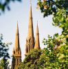 Spires Through the Trees