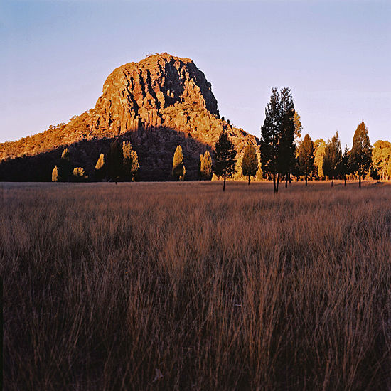 Grasses of The Warrumbungles.