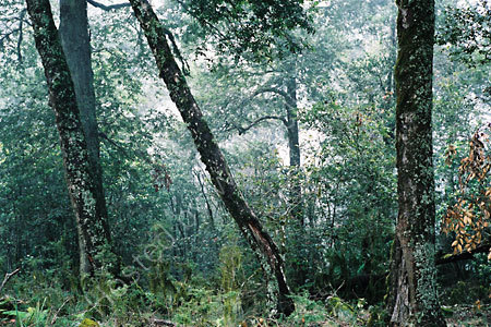 Barrington Tops.
