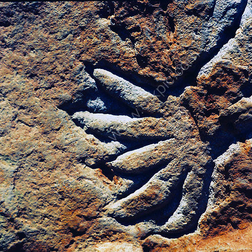 Ancient Paw at Birrarung Marr.
