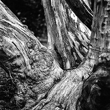 <strong>Old Tree</strong>