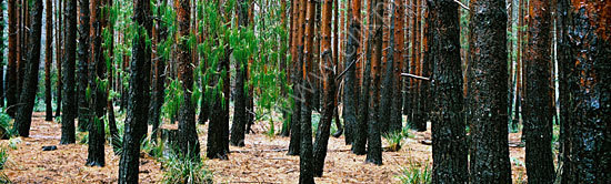 Burnt Forest