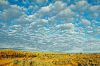 Cotton Balls Over The Hunter
