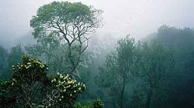 <strong>Misty Ranges</strong>