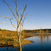Dead Tree Lake.