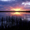 Sunset on the Reeds.