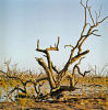Dead Tree II.