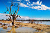 Lone Tree in Menindee
