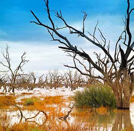 Dead Trees