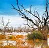 Dead Trees