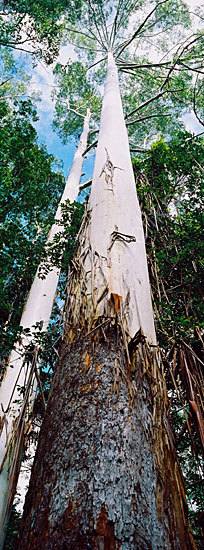 <strong>Gum Reaching For The Sky</strong>