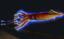 Giant Squid  Display Cin�aqua Aquarium Paris