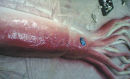 Giant Squid Model