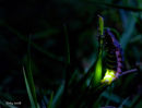 Glow-worm information