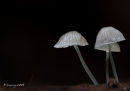 Very tiny shrooms