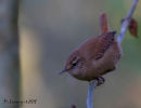 Jenny Wren