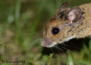 soggy mouse
