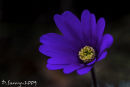 Anemone blanda, windflower