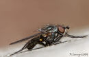 Fly
