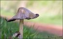 Fungi