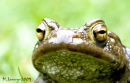 Toad
