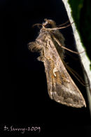 Moth