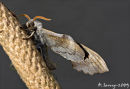Poplar hawk moth
