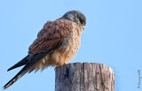 Kestrel