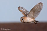 Barn owl