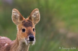 Chinese Water Deer