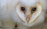 Baby barn owl