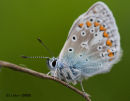 Chalkhill blue butterfly